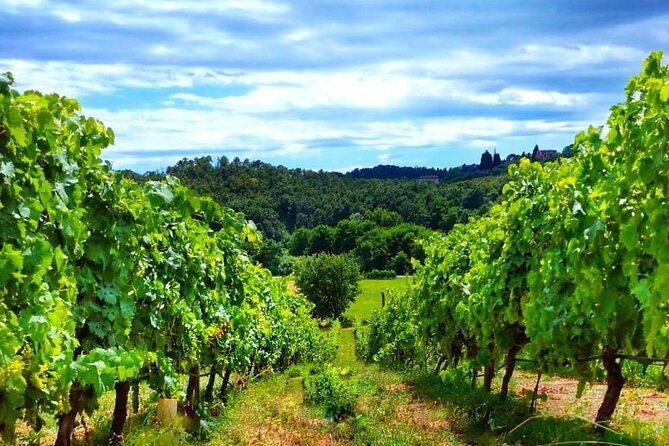 Bike Ride & WIne Tasting - Experience Tuscan Winemaking