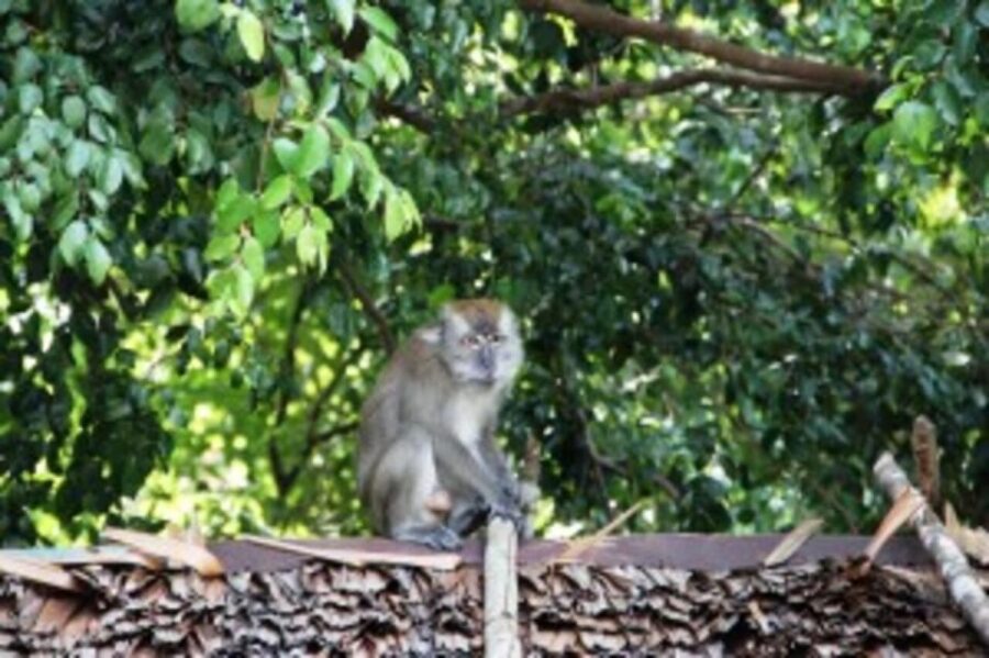 Bintan Tour Mangrove or Fireflies