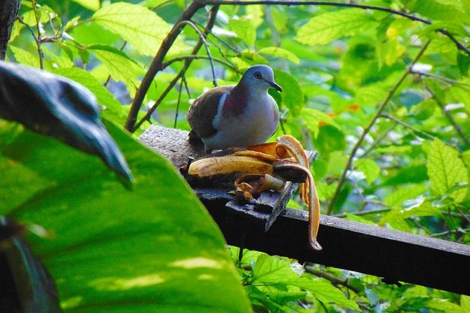 Bird Feeding Sanctuary, Montego Bay Highlights and Columbus Park Day Adventure