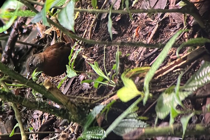 Bird Watching Experience in Monteverde