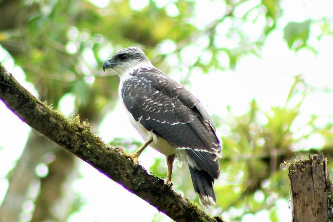 Bird Watching Tours With Sandra Plúa – Manabi, Ecuador