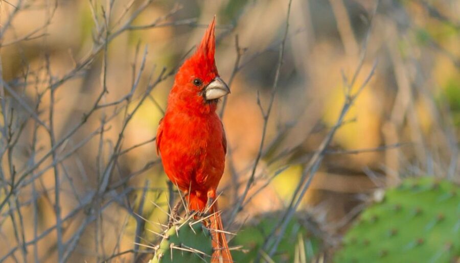 Birdwatching Holidays: 6 Day Sierra Nevada & La Guajira Tour - Tour Overview