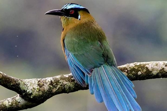 Birdwatching Minca