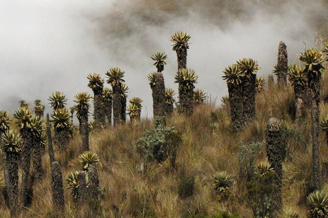Birdwatching, Nature & Photography in Sumapaz National Park
