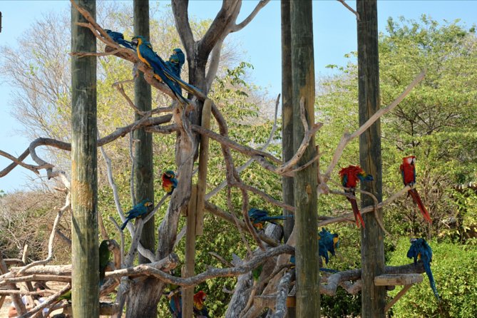 Birdwatching & Photography Experience at the National Aviary in Barú