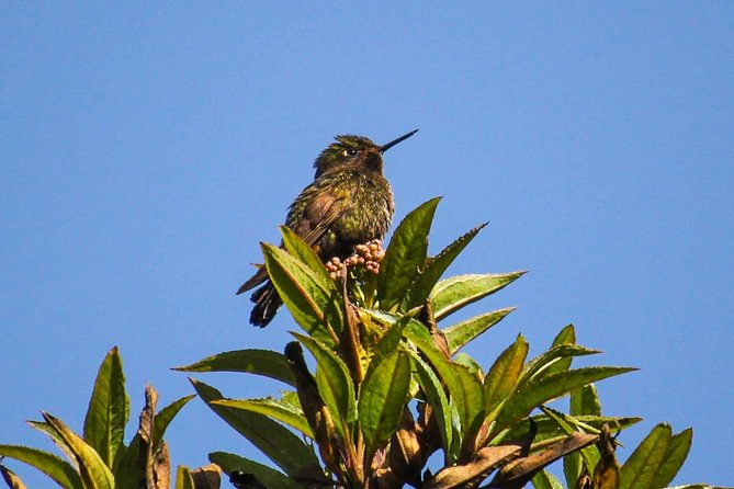 Birdwatching Tour in Cajas National Park From Cuenca