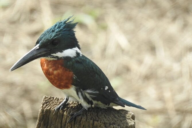 Birdwatching Tour in Tapantí National Park - Tour Overview