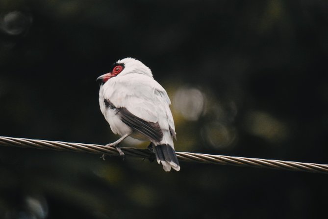 Birdwatching