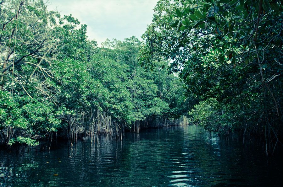 Black River Safari Tour From Montego Bay - Tour Overview and Pricing