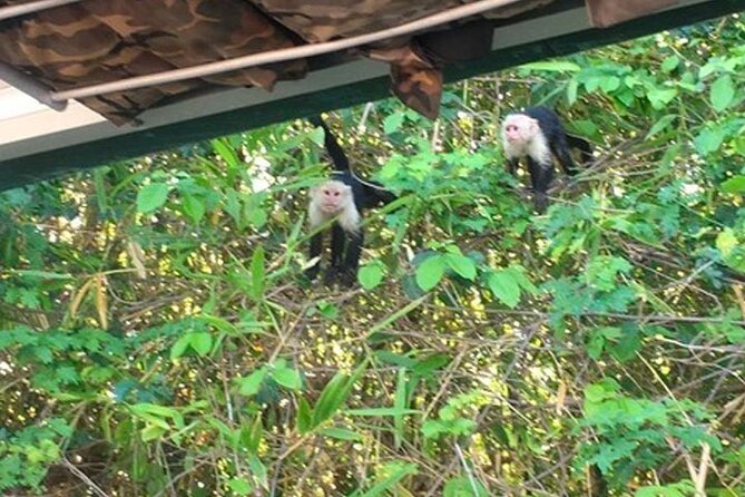 Boat Tour in Palo Verde River | Near Nicoya