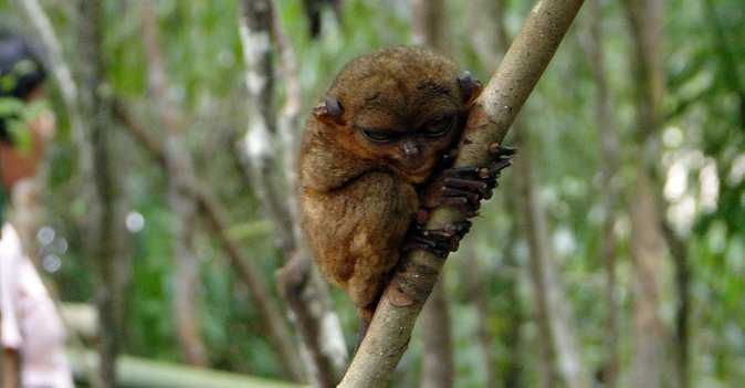 Bohol: Budgeted Country Eco-Cultural Tour