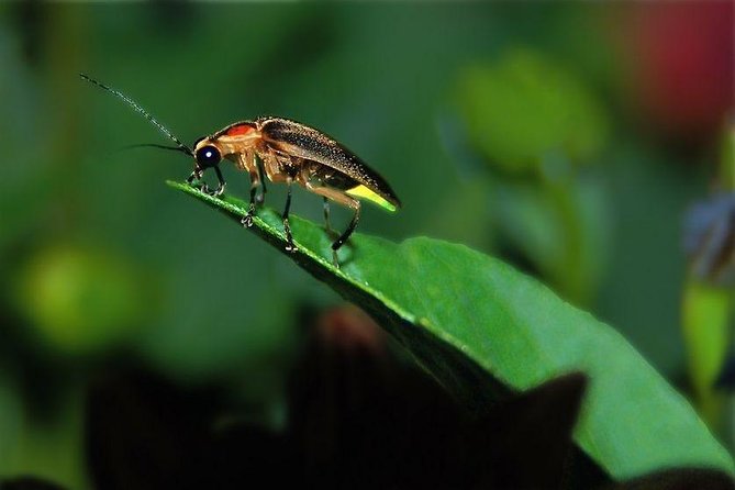 Bohol: Private Firefly Watching Cruise