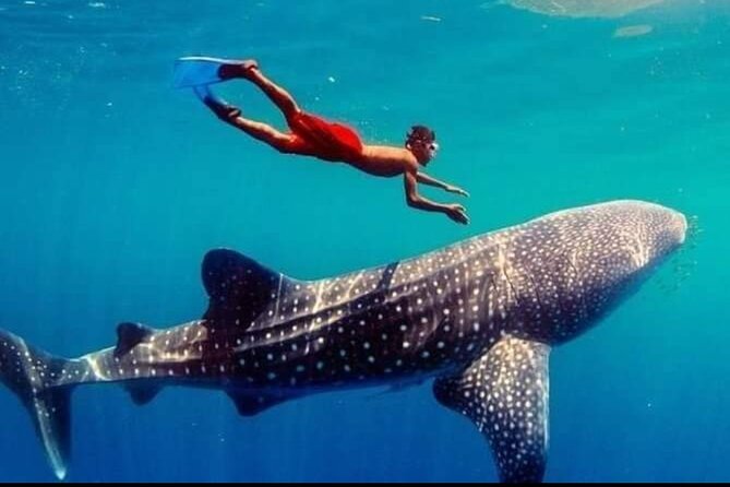 Bohol Whale Shark Encounter
