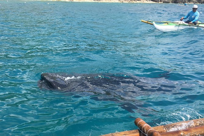 Bohol Whaleharks Interaction & Bohol Countryside Tour With Lunch (Cebu or Bohol)