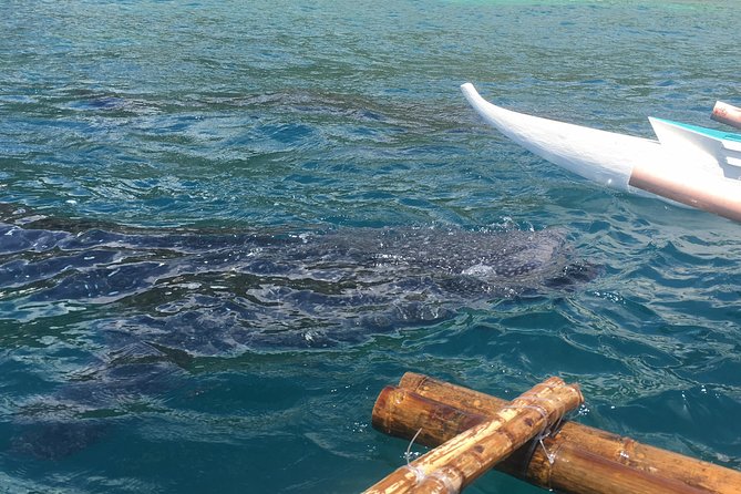 Bohol Whaleharks Interaction & Bohol Countryside Tour With Lunch (Cebu or Bohol)