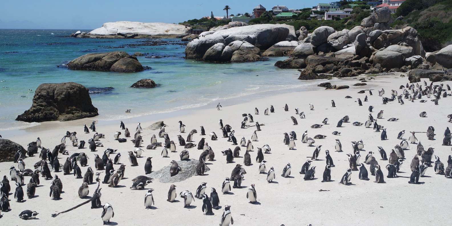 Boulders Beach Penguins and Wine Tasting Full-Day Tour