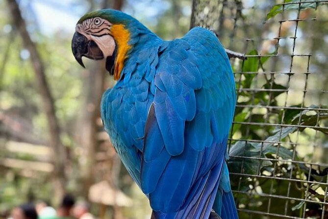 Brazilian Falls & Bird Park: Private Transportation