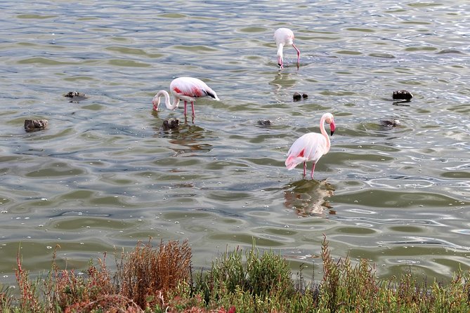 Cagliari Urban Trekking Experience: the City You Did Not Expect - Coastal Treasures and Flamingo Reserve