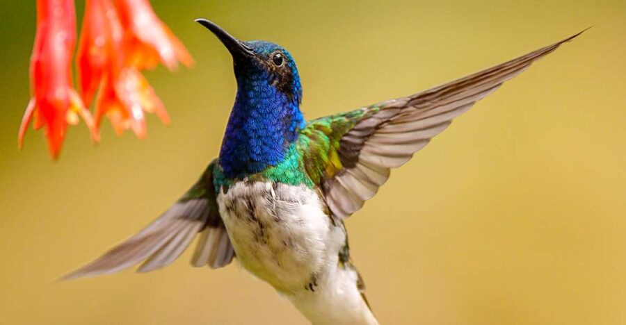 Cali: Bird Watching