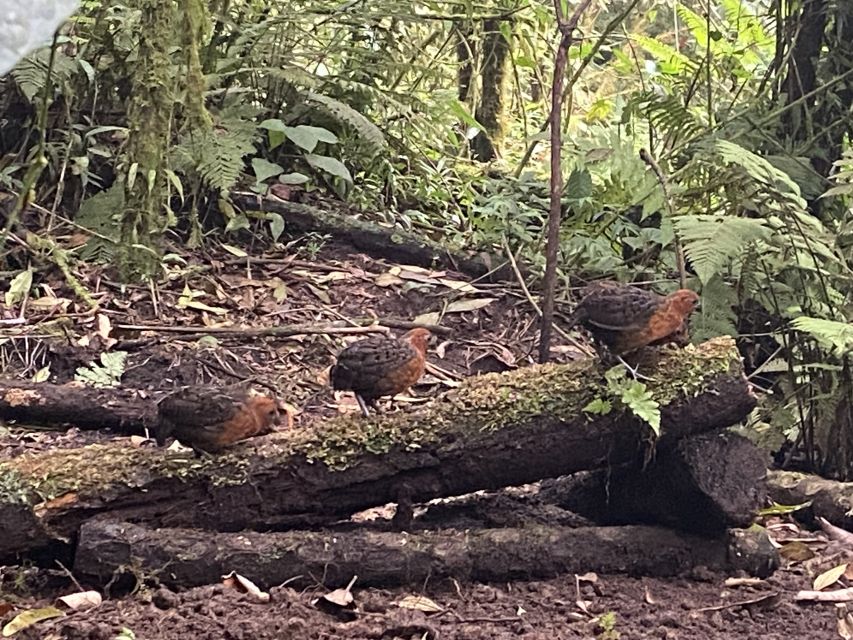 Cali: Bird Watching in The San Antonio Fog Forest
