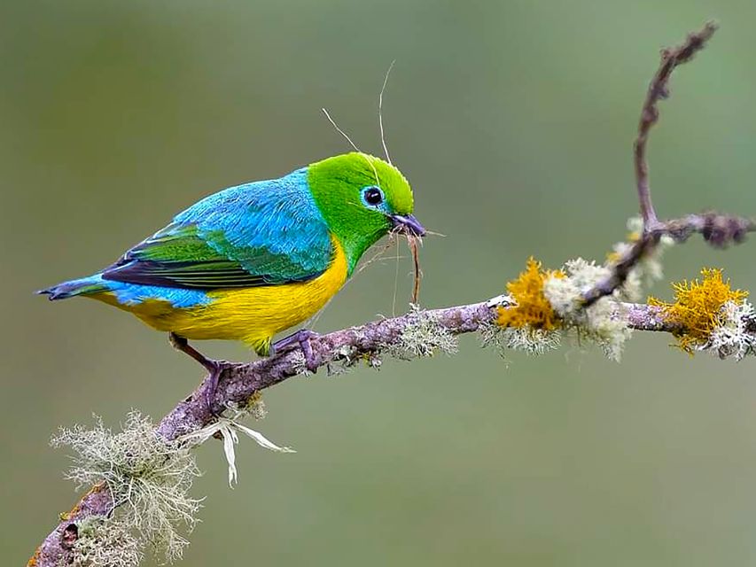 Cali: Bird Watching