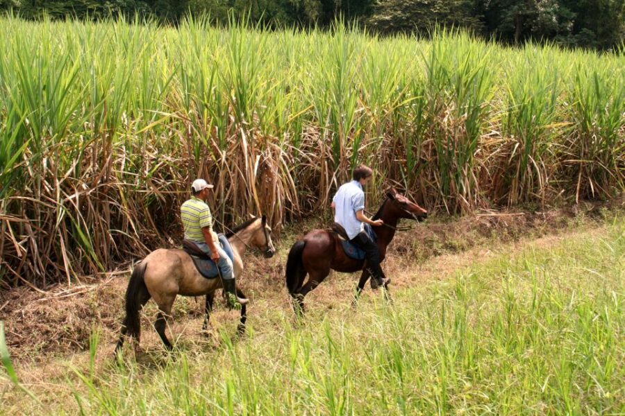 Cali: Horseback Riding - Overview of the Tour