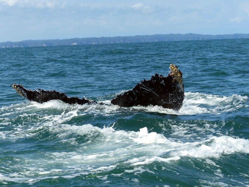 Cali: Whale Watching in the Colombian Pacific Coast