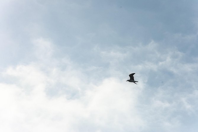 Canoeing & Birdwatching on the Mangrove Forest in La Virgen Swamp