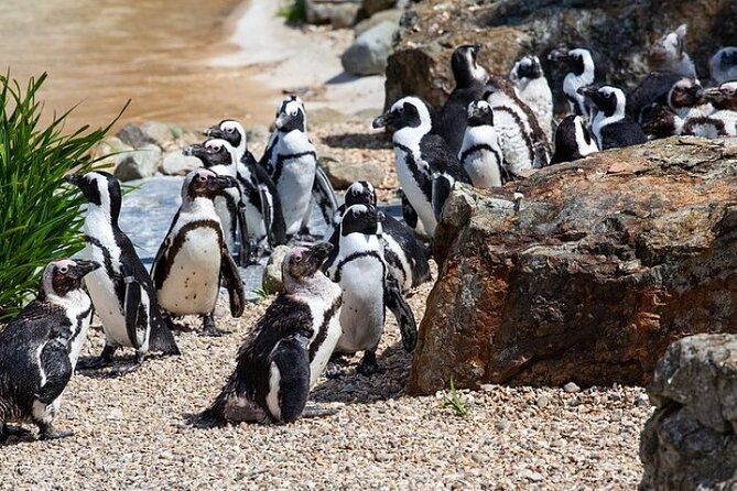 Cape Agulhas Full Day Private Tour