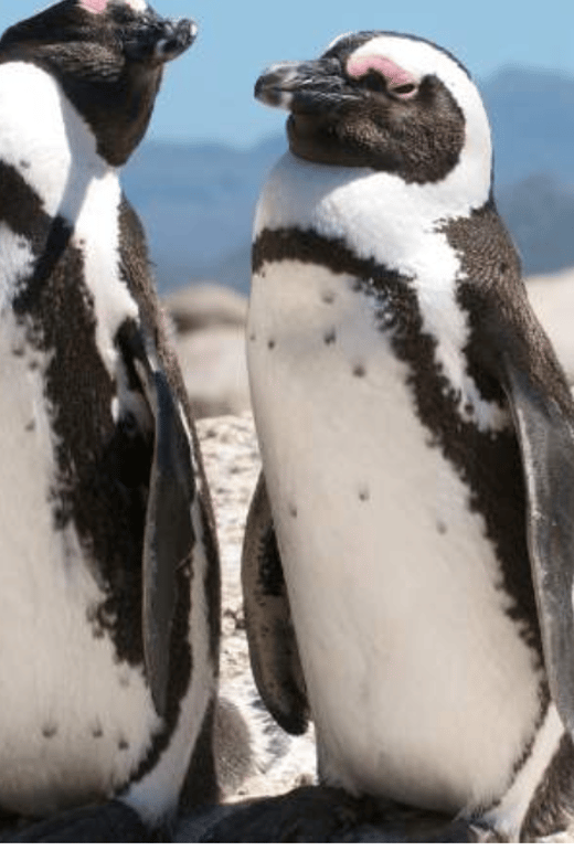 Cape of Good Hope and Boulders Beach Private Tour - Tour Overview and Details