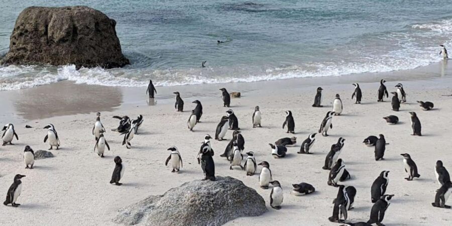 Cape of Good Hope and Penguins Viewing Private Day Tour - Itinerary Highlights