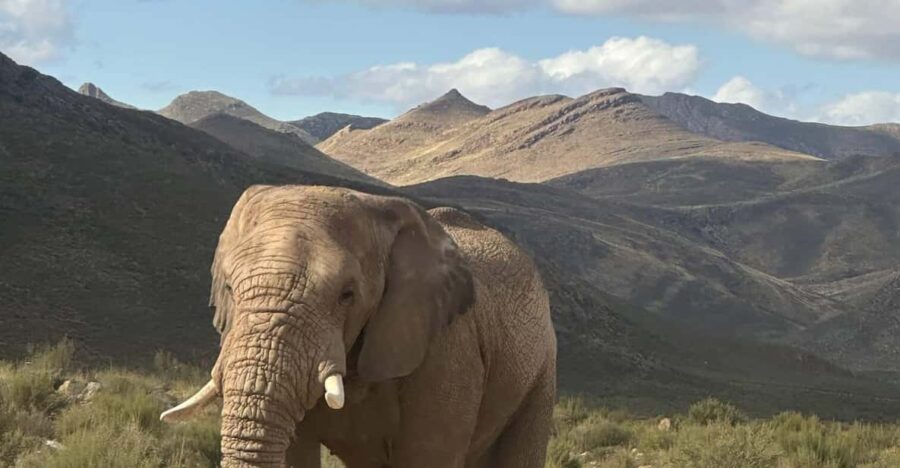 Cape Town: Aquila Game Reserve Big 5 Safari With Lunch