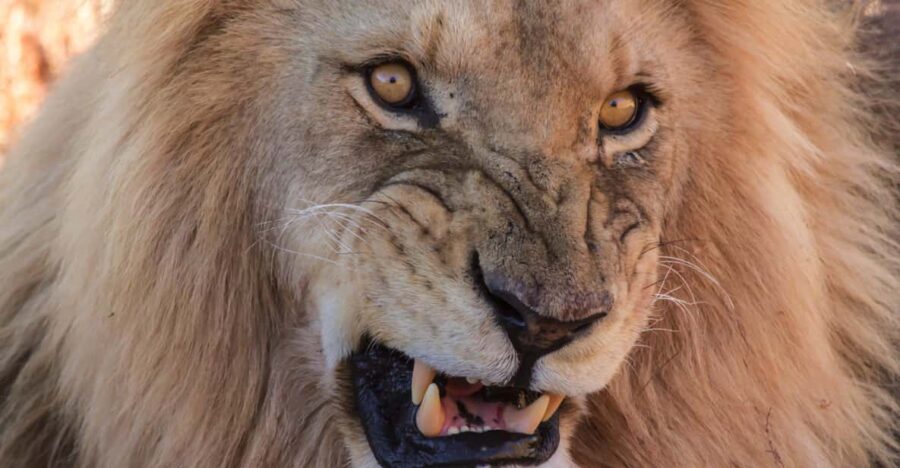 Cape Town: Aquila Reserve Safari With Lunch and Winery Visit - Tour Overview