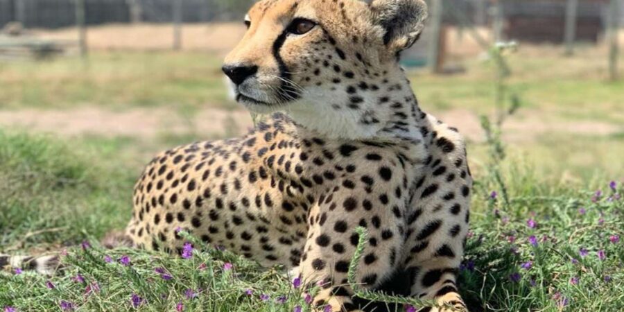 Cape Town Full-Day Cheetah Outreach & Winelands Private Tour