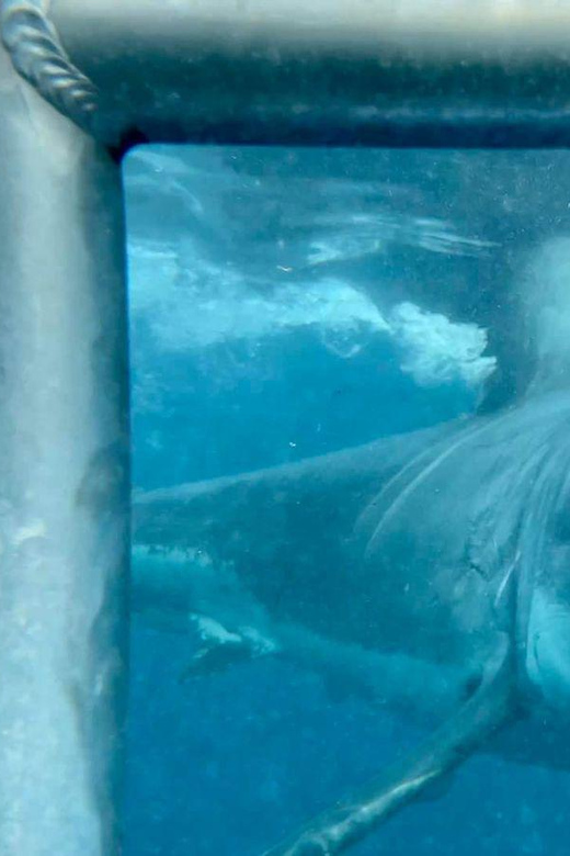 Cape Town : Gansbaai Eco-Friendly Shark Cage Diving Cruise