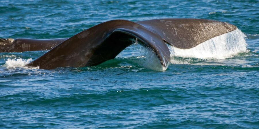 Cape Town: Hermanus Whale Watching Boat Trip & Penguins Tour