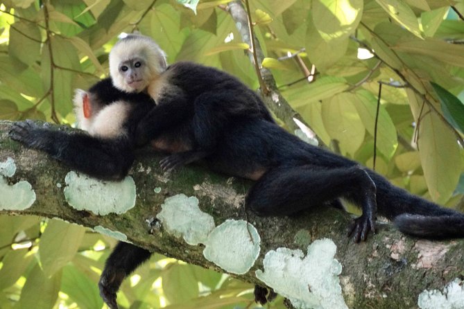 Carara National Park and Crocodile River Cruise - Tour Overview