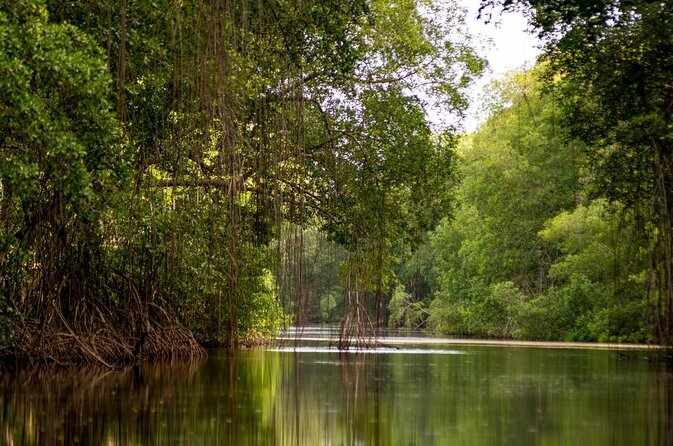 Caroni Swamp Wildlife Tour
