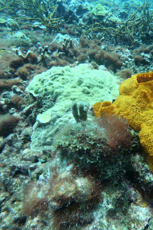 Cartagena: Basic Diving for Beginners in Rosario Islands