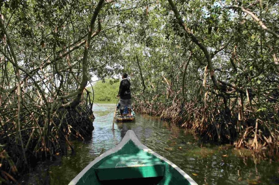 Cartagena Mangrove Tour - Tour Overview
