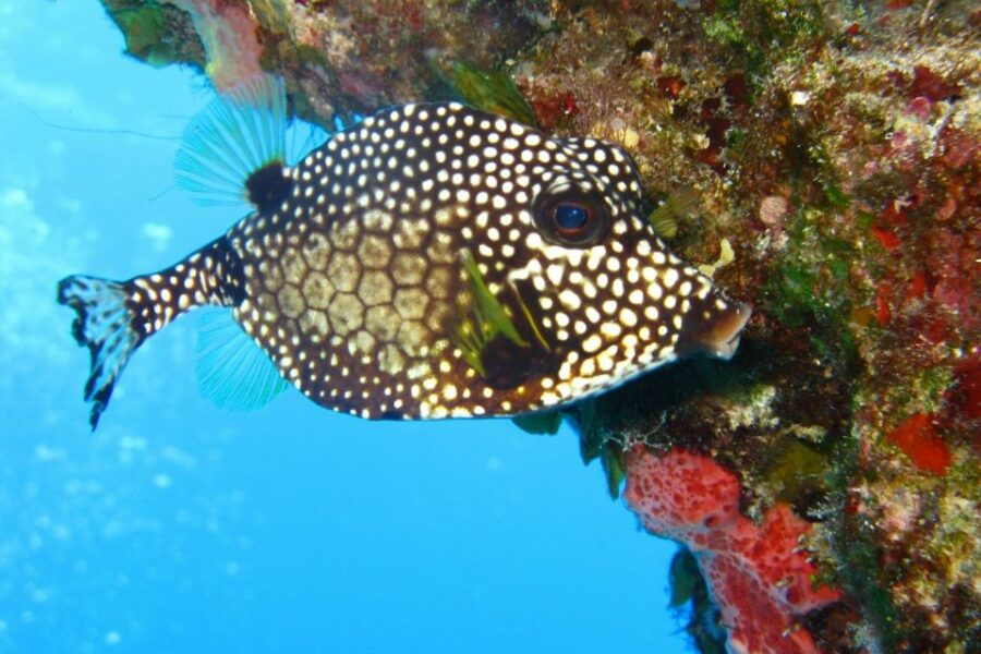 Cartagena: Scuba Diving Day Trip at Playa Blanca With Lunch