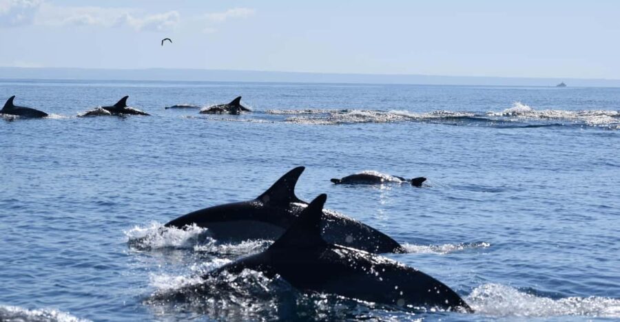 Cascais: Dolphin Watching Speedboat Tour