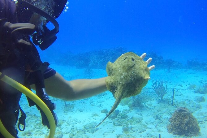 Catalina Island Diving Tour - Included Amenities