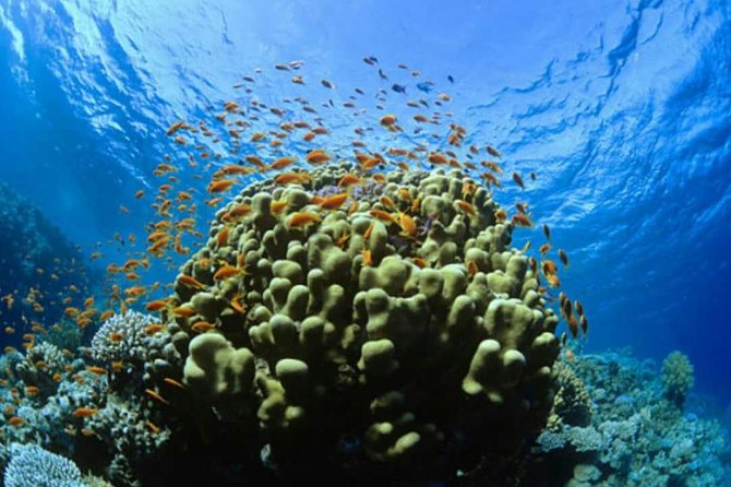 Catalina Island Scuba Diving and Snorkeling Tour From Punta Cana - Tour Overview