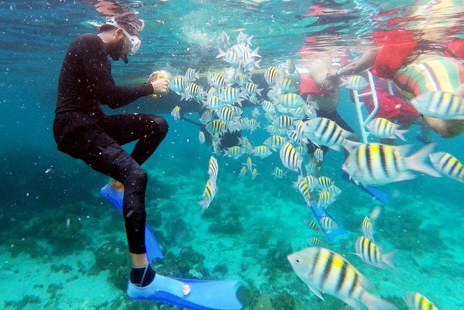 Catamaran Cruise Sunset Ricks Cafe Snorkeling Family Days Only