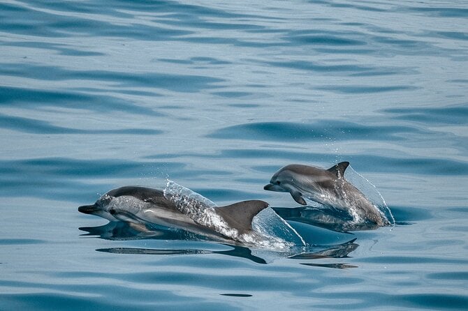 CATAMARAN OCEAN CRUISE TOUR, Food & Drinks Included!
