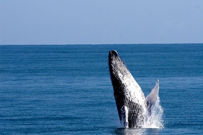 Cayo Levantado Whales Fun Day Experience From Punta Cana