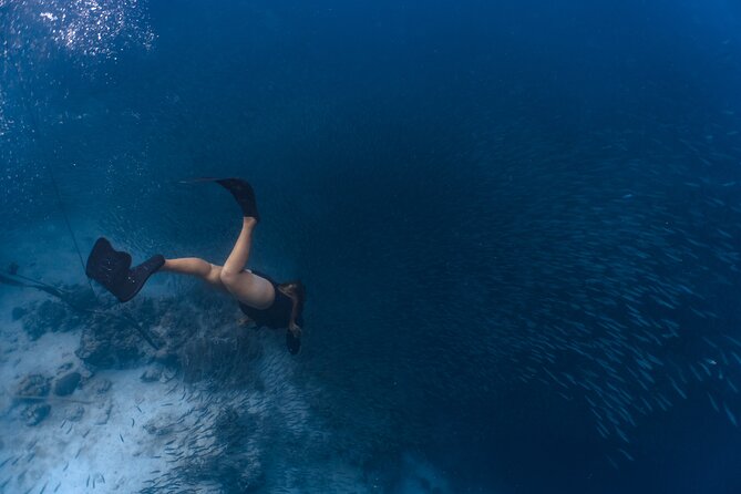 Cebu: Oslob Whale Shark, Monkey Sanctuary & Moalboal Turtle Tour
