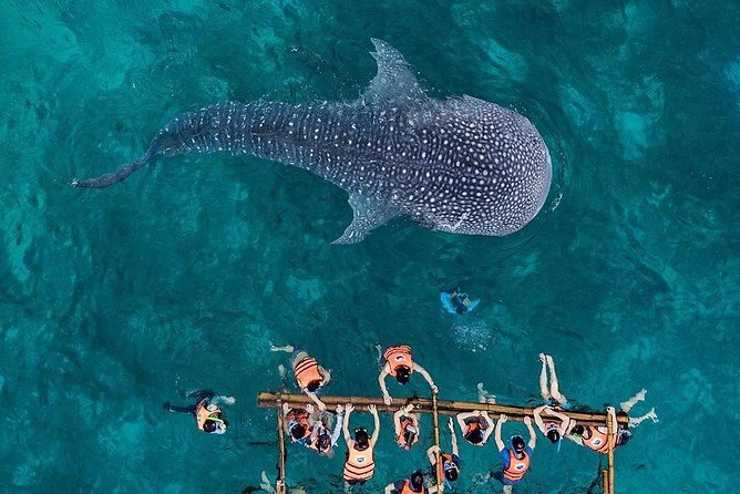 Cebu: Private Tour- Osmena Peak+Oslob Whaleshark+Tumalog Falls