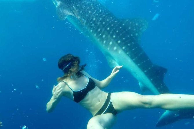 Cebu Whale Shark Interaction, Moalboal Sea Turtles, Sardines Run & Canyoneering